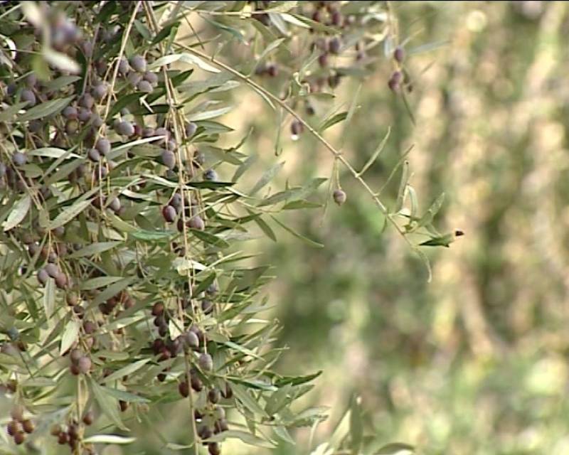 Αμεσα κονδύλια για τη δακοκτονία του 2019 ζητεί ο Νίκας