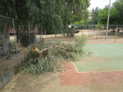 Επικίνδυνα κλαδιά