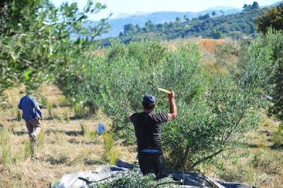 Αγροτικοί Σύλλογοι Φιλιατρών και Γαργαλιάνων: Επιστολή σε Καιρίδη για εργάτες γης