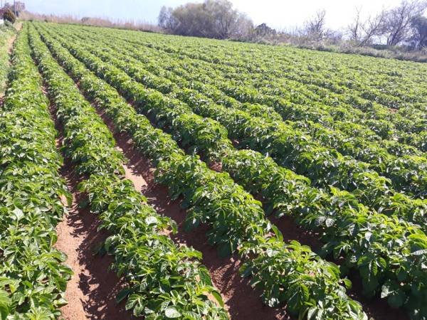 Το πρώτο δεκαπενθήμερο του Απριλίου βγαίνουν πρώτες πατάτες σε Καλαμάτα - Μεσσήνη (βίντεο)