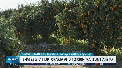 Αργολίδα: Μεγάλες καταστροφές στα πορτοκάλια από τον παγετό (βίντεο)