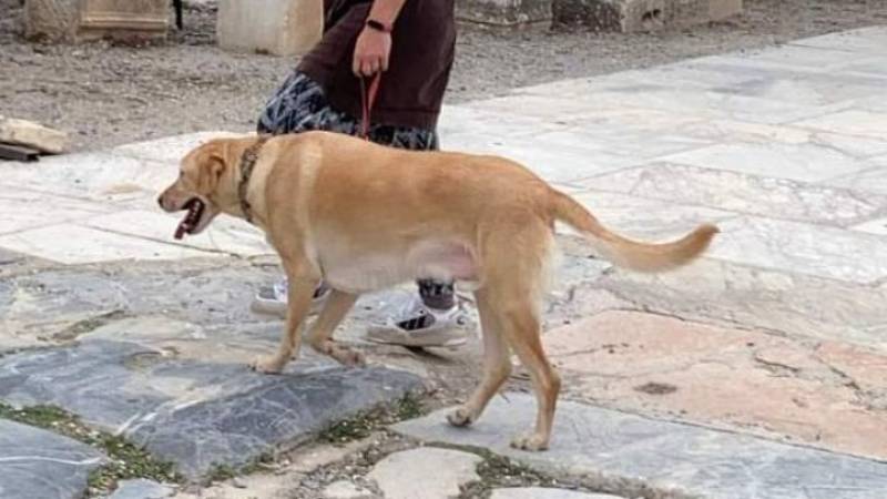 Σε λειτουργία το Εθνικό Μητρώο Ζώων Συντροφιάς (βίντεο)