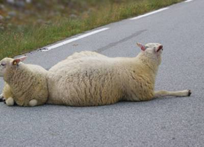 Αστυνομικοί έκαναν τους… τσοπάνηδες στο Ασπρόχωμα - Μεσσήνη