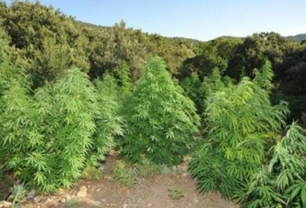 Ξεριζώθηκαν 10 χασισόδεντρα χθες στην Καλαμάτα