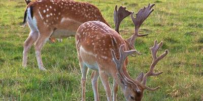Το ελάφι και οι πεταλούδες της Ρόδου χρειάζονται τον άνθρωπο για να επιβιώσουν την επόμενη μέρα