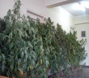 Συνελήφθη 60χρονος με χασισοφυτεία στην περιοχή του Ξυλοκάστρου