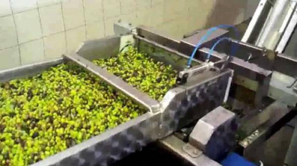 Μεσσηνία: Κατηγορούμενοι για κλοπή καταγγέλλουν ότι δούλευαν σε λιοτρίβι και δεν πληρώθηκαν