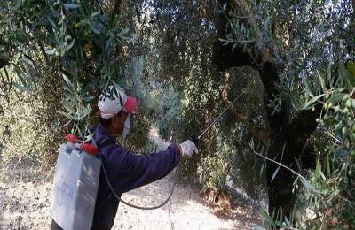 Μεσσηνία: Το πρόγραμμα δακοκτονίας για την Τετάρτη 5/10