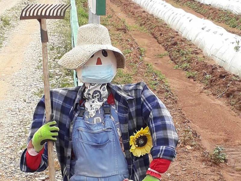 Μεσσηνία: Σκιάχτρο με μάσκα σε χωράφι στη Φαρακλάδα!