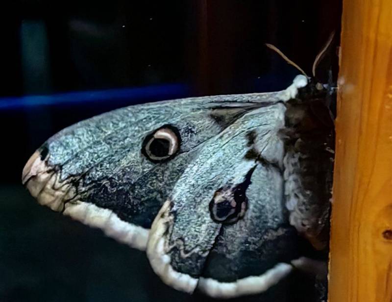 Η εντυπωσιακή νυχτοπεταλούδα που συνάντησε στη Σκόπελο η Κατερίνα Γιατζόγλου