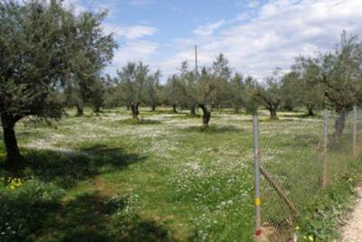 Προστασία της μικρής ιδιοκτησίας