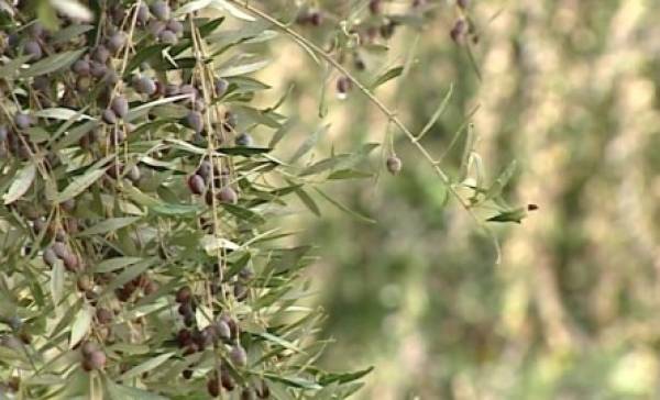 Παρέμβαση Γόντικα για την ελαιοκαλλιέργεια 