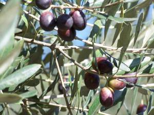 Χωρίς καθυστερήσεις και προβλήματα με φάρμακα η φετινή δακοκτονία