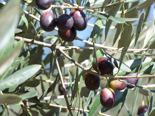 Χωρίς καθυστερήσεις και προβλήματα με φάρμακα η φετινή δακοκτονία