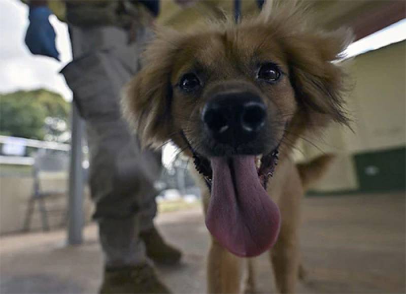 Παναμάς: Μίλι, η σκυλίτσα που επέζησε 40 ημέρες μέσα σε κοντέινερ αφού διέσχισε τον Ατλαντικό