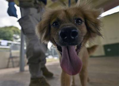 Παναμάς: Μίλι, η σκυλίτσα που επέζησε 40 ημέρες μέσα σε κοντέινερ αφού διέσχισε τον Ατλαντικό