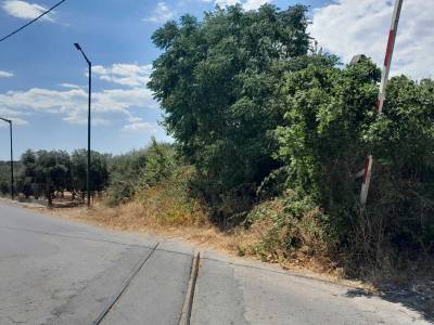 Πραγματική ζούγκλα