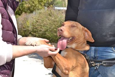 Μία βόλτα αγάπης για τα σκυλιά της Σπάρτης (Φωτογραφίες)
