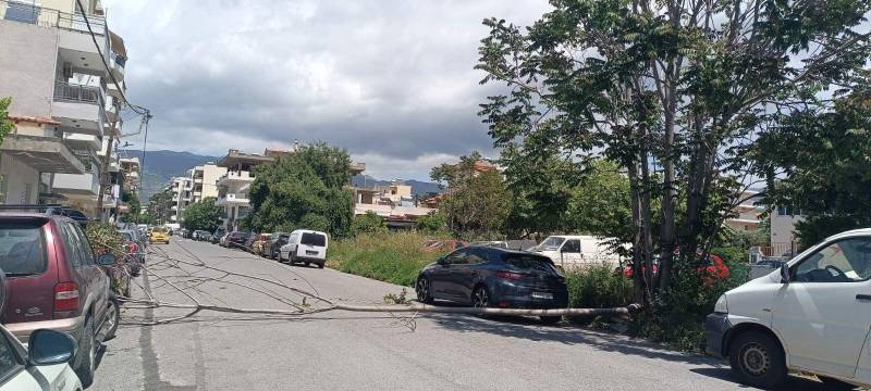 Πτώση δέντρου δίπλα στο 1ο Λύκειο Καλαμάτας