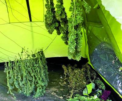 Πατέρας και γιος χασισοκαλλιεργητές στην Κυπαρισσία