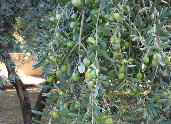 Στα 0,030 ευρώ η εισφορά δακοκτονίας 