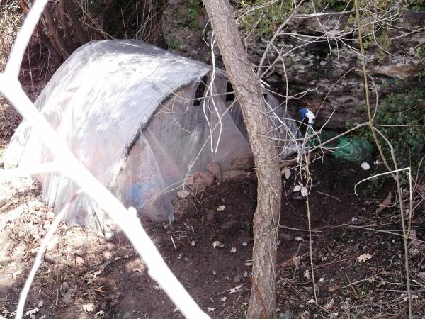 Χασισοφυτεία με 233 φυτά στον Ταΰγετο