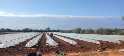 Ξεκίνησαν οι φυτεύσεις καρπουζιών στην Τριφυλία