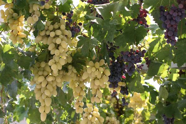 Παράταση δηλώσεων συγκομιδής σταφυλιών