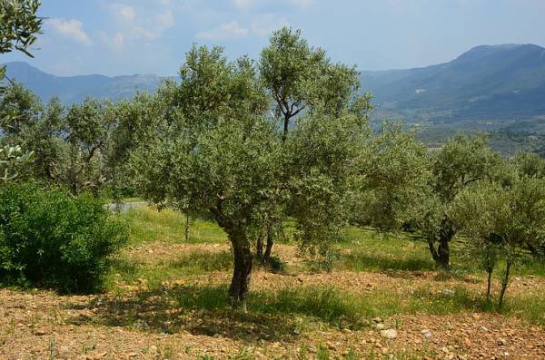 Οι θαμώνες των καφέ δεν θα πάνε για ελιές
