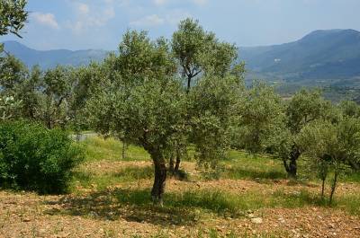 Οι θαμώνες των καφέ δεν θα πάνε για ελιές