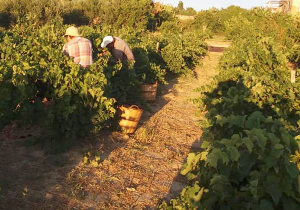 Επί Τάπητος: Εκλογές, προγραμματικός λόγος και γεωργία...