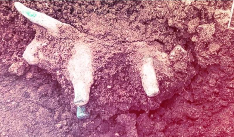 Νέο αρχαιολογικό εύρημα στην Αρχαία Ολυμπία: Η βροχή αποκάλυψε μικρό ειδώλιο ταύρου