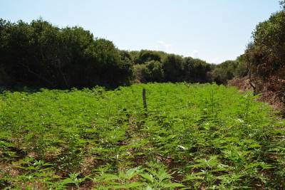 Μεσσηνία: Xασισοφυτεία στο Βρωμονέρι Γαργαλιάνων με 2.071 φυτά (φωτογραφίες)