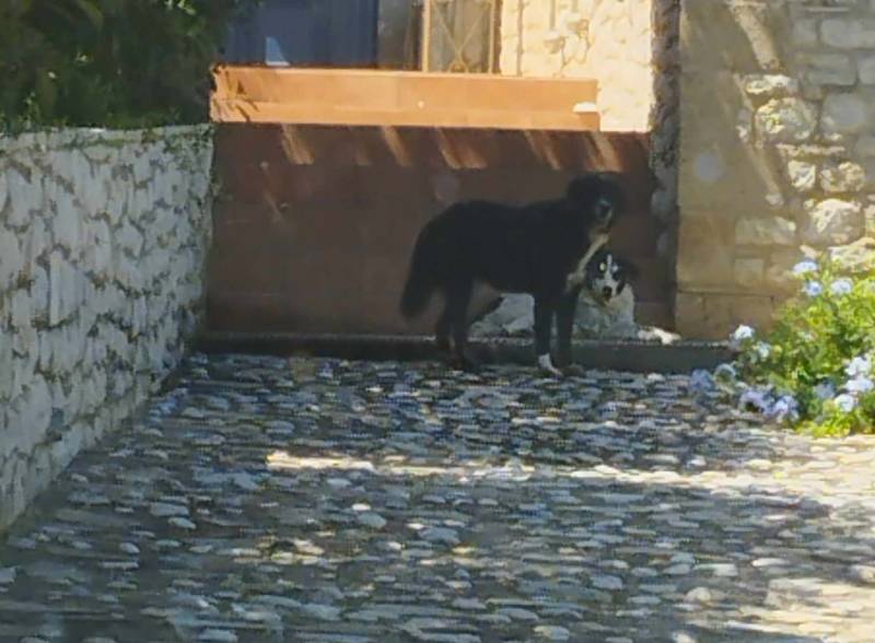 Αγέλη αδέσποτων σκύλων