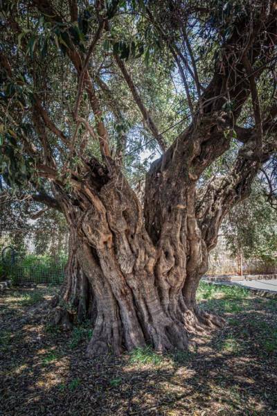 Να φωτίσουμε τη “Μάνα Ελιά" σε πλατεία της Καλαμάτας