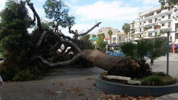 Καλαμάτα: Ελεγχο στα δέντρα ζητεί ο Μάκαρης