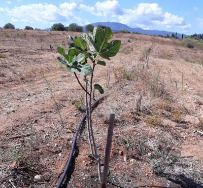Ολοκληρώθηκε πρόγραμμα για ποικιλίες συκιάς με χρηματοδότηση από το Ιδρυμα Καπετάν Βασίλη και Κάρμεν Κωνσταντακόπουλου