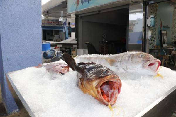 Τρία μεγάλα ψάρια αλιεύτηκαν στη Μεθώνη!