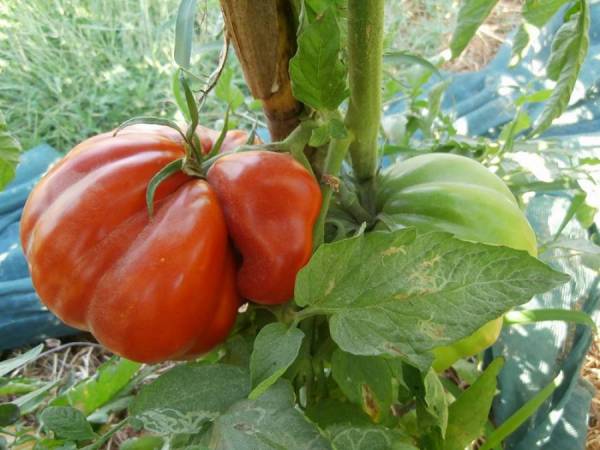 Εκδήλωση για τα τοπικά προϊόντα στο "Κύμα"