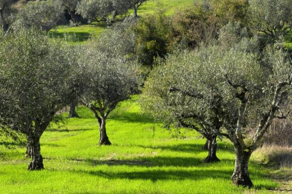 Διήμερο σεμινάριο «Στα μονοπάτια της ελιάς»