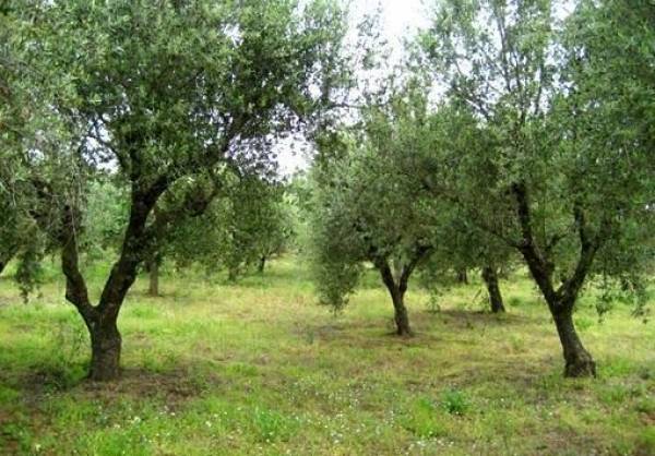 Εκοβαν ελιές για να πάρουν... 10 τόνους ξυλεία στο Αργος