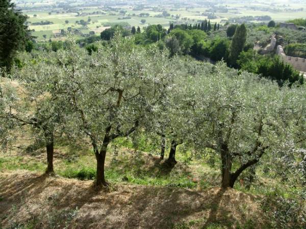 Η Επιτροπή Αγώνα Μάνης στη ΝΟΔΕ Μεσσηνίας της ΝΔ για τους δασικούς χάρτες
