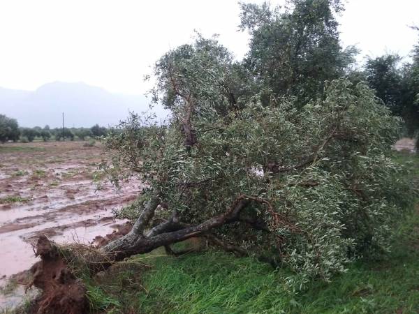Χαλάζι και ανεμοστρόβιλος κατέστρεψαν τις καλλιέργειες σε Σπηλιά και Φαρακλάδα