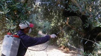 Μεσσηνία: Συνεχίζονται σε διάφορες περιοχές οι ψεκασμοί δακοκτονίας