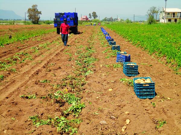 Ελέγχους για την πατάτα ζητεί η Μπούζα