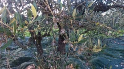 Αγροτικός Σύλλογος Χανδρινού: Αποζημίωση για δάκο και γλοιοσπόριο