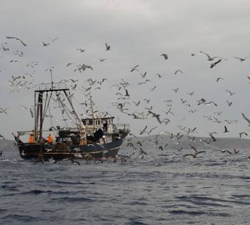 Μέτρα προστασίας για τα θαλασσοπούλια