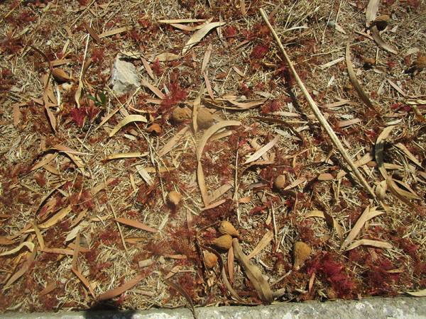 ΣΥΚΙΚΗ: Αποζημιώσεις για σύκα ζητεί ο Παπαγεωργίου