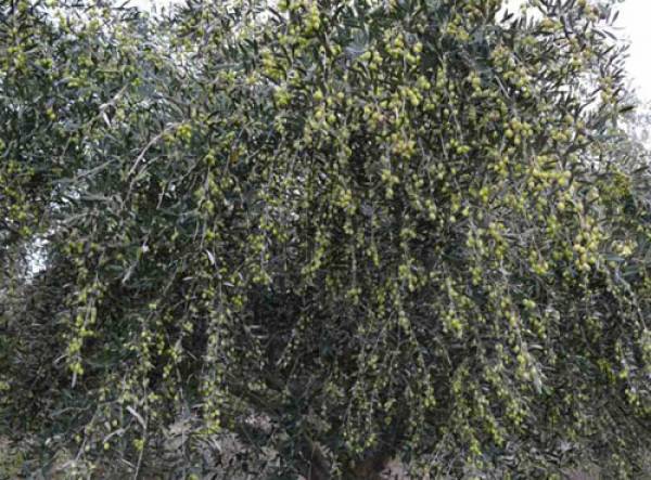 4 κοινότητες της Οιχαλίας εκτός δακοκτονίας