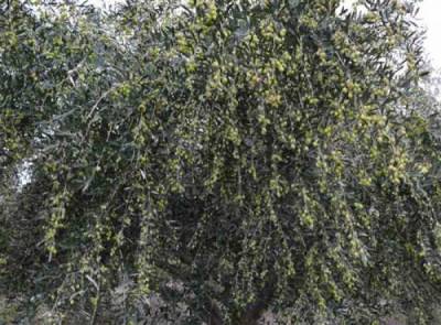 4 κοινότητες της Οιχαλίας εκτός δακοκτονίας